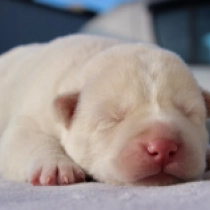 Mac Snow Dog, white Sibirischer Husky Welpen kaufen