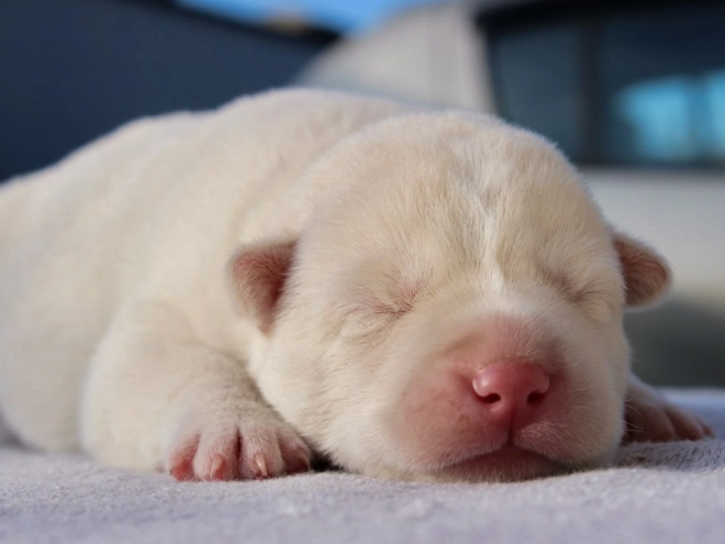 Siberian Husky puppy for sale