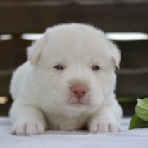 Mac Snow Dog, white Siberian Husky for sale