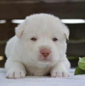 Siberian Husky puppy for sale