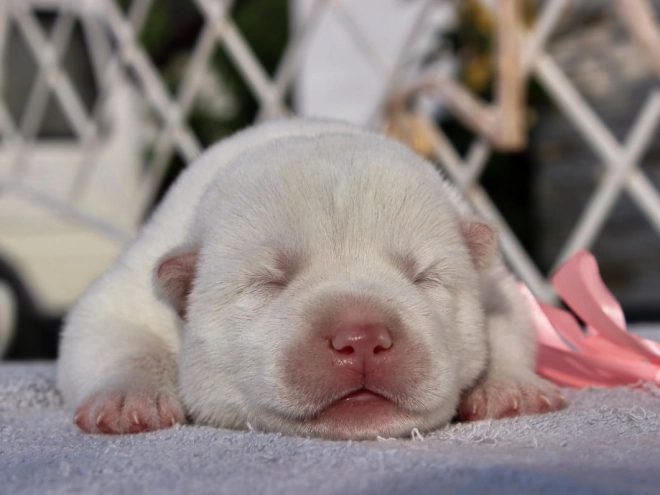 Siberian Husky puppy for sale