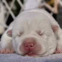 Sam, white Sibirischer Husky Welpen kaufen