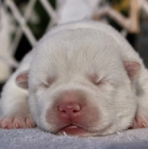 Perros Husky Siberiano en venta