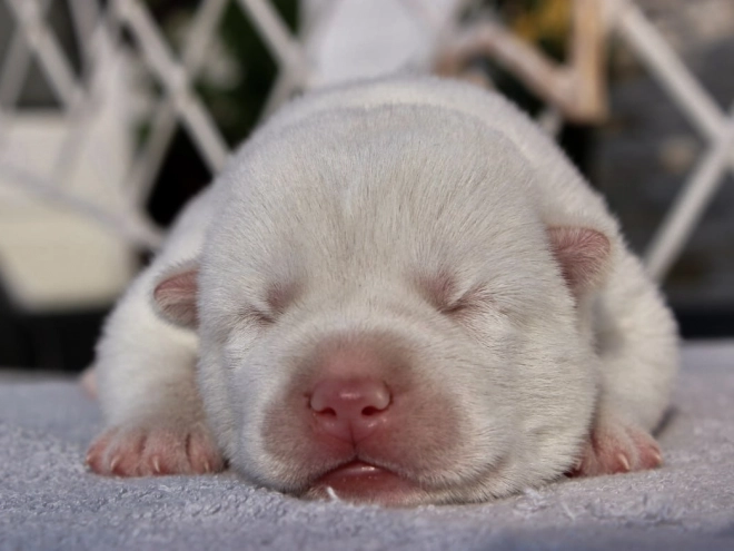 Siberian Husky puppy for sale