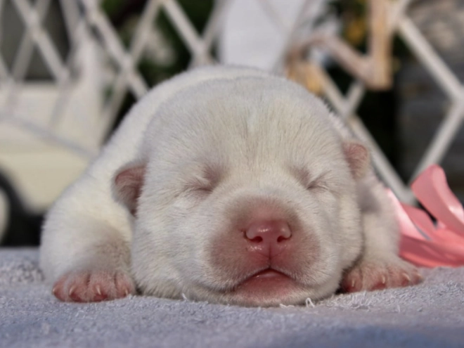 Siberian Husky puppy for sale