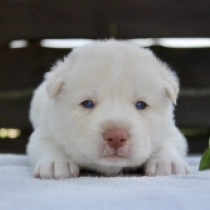 Sam, white Siberian Husky for sale