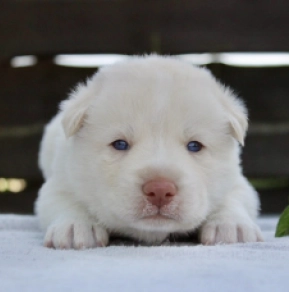 Siberian Husky puppy for sale