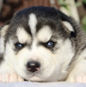 Sibirischer Husky Welpe kaufen