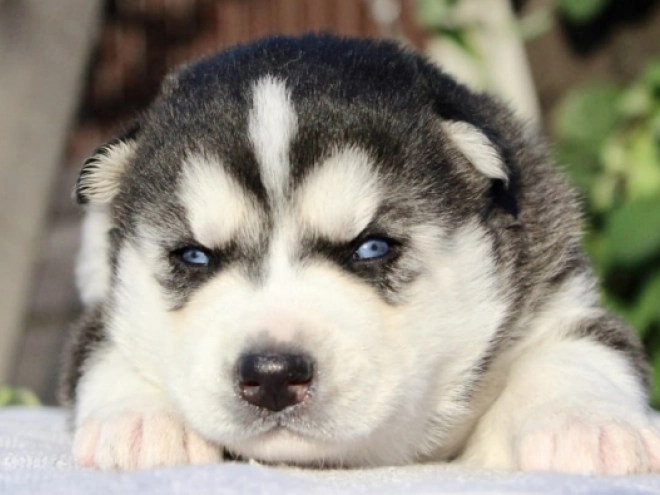 Sibirischer Husky Welpe kaufen