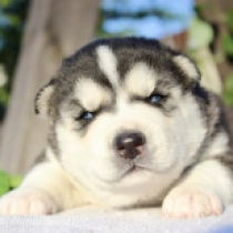 Old Jack, black & white Siberian Husky for sale