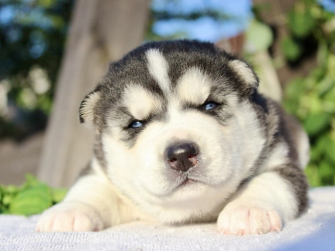 Sibirischer Husky Welpe kaufen