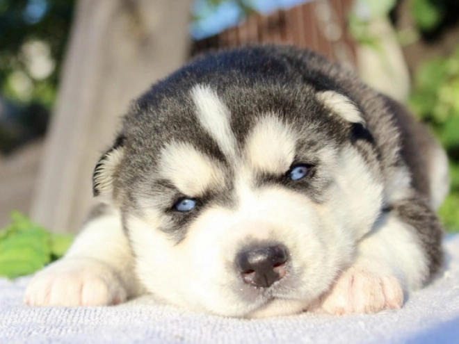Sibirischer Husky Welpe kaufen