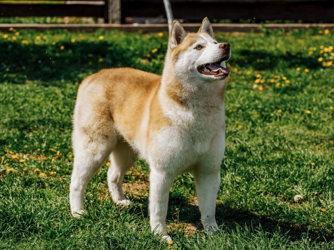 Siberian Husky puppy for sale