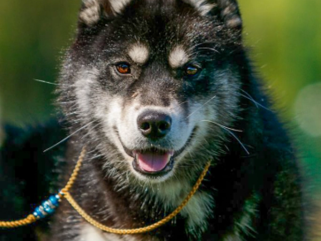 Siberian Husky puppy for sale