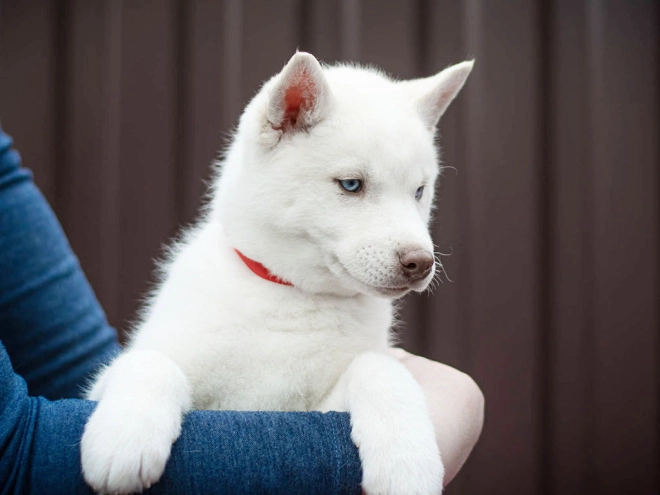 Siberian Husky puppy for sale