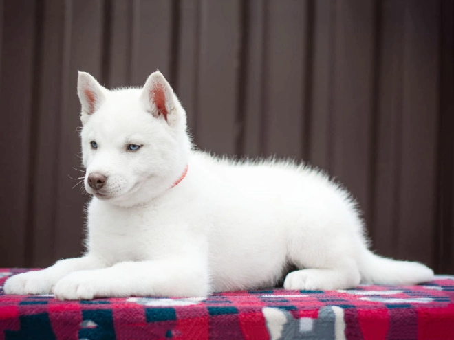Siberian Husky puppy for sale