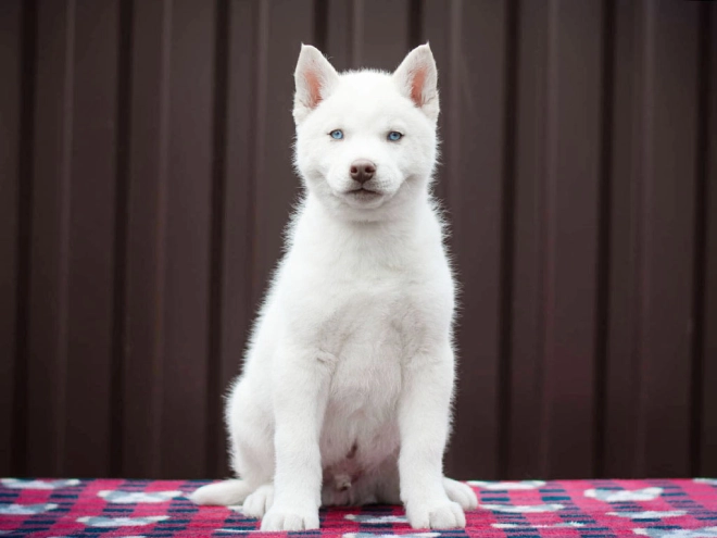 Siberian Husky puppy for sale