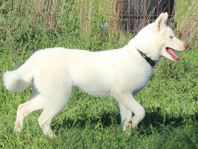 Siberian Husky puppy for sale