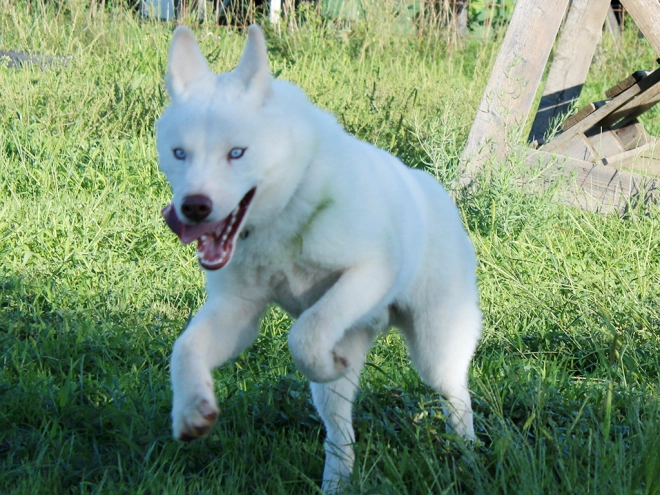 Siberian Husky puppy for sale