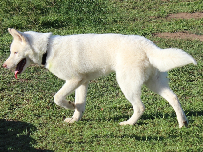 Siberian Husky puppy for sale