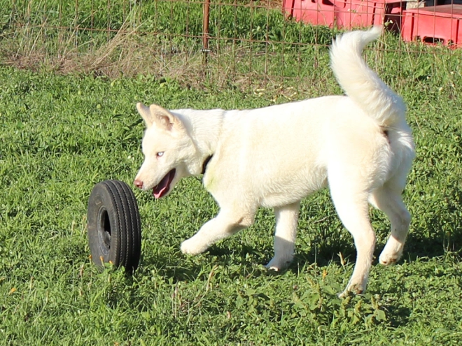 Siberian Husky puppy for sale