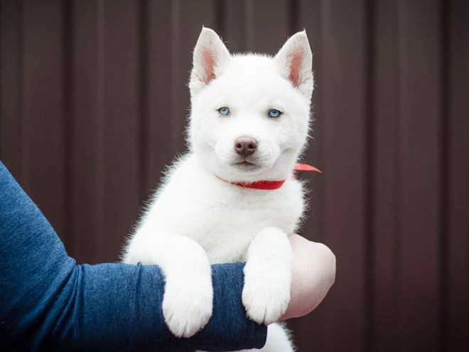 Siberian Husky puppy for sale