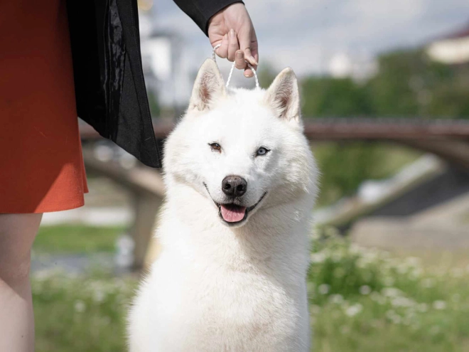 Siberian Husky puppy for sale