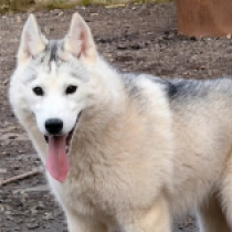 Sibirischer Husky Welpe zu verkaufen
