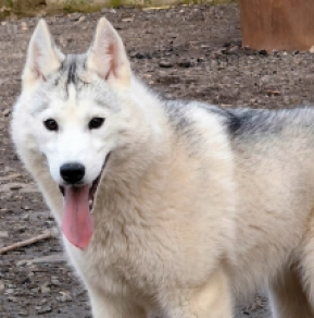 Siberian Husky puppy for sale