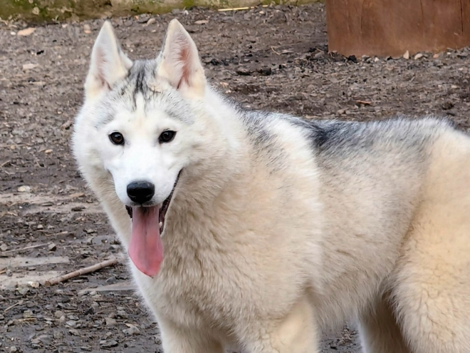 Siberian Husky puppy for sale