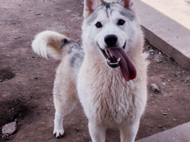 Sibirischer Husky Welpe kaufen