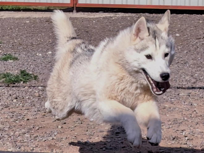 Sibirischer Husky Welpe kaufen