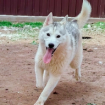 Scooper, silver and white Sibirischer Husky Welpen kaufen