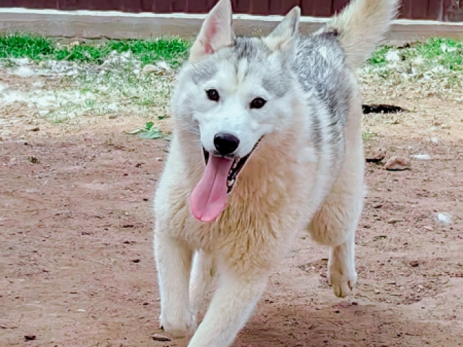 Sibirischer Husky Welpe kaufen