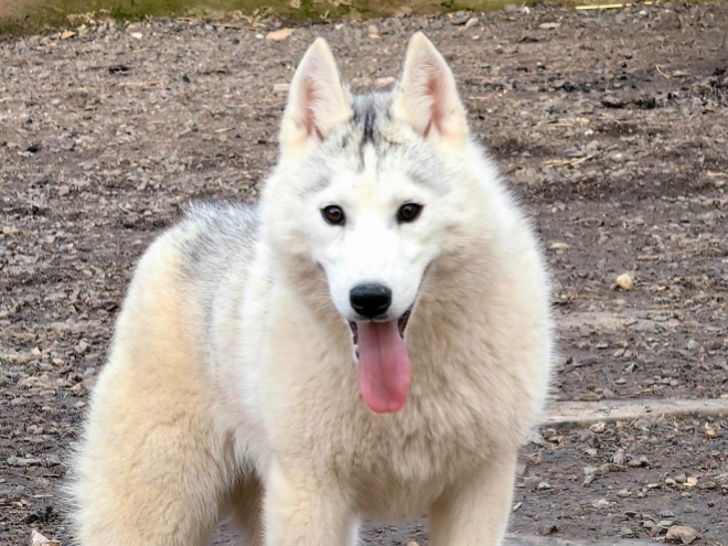 Siberian Husky puppy for sale