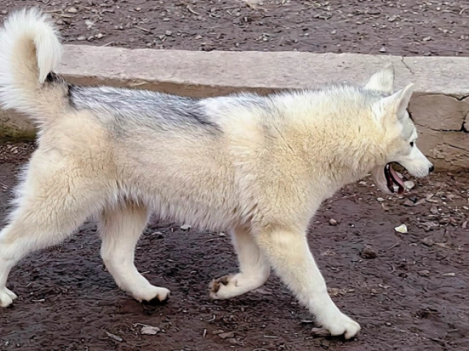 Siberian Husky puppy for sale