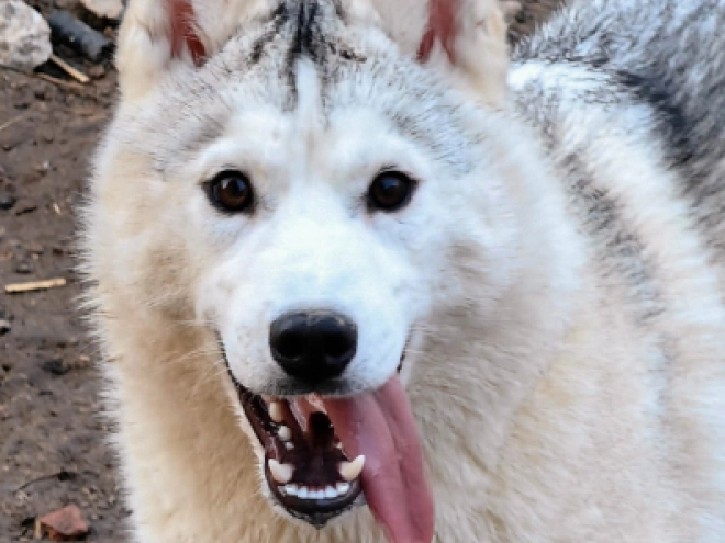 Siberian Husky puppy for sale
