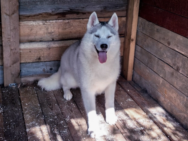 Perros Husky Siberiano en venta
