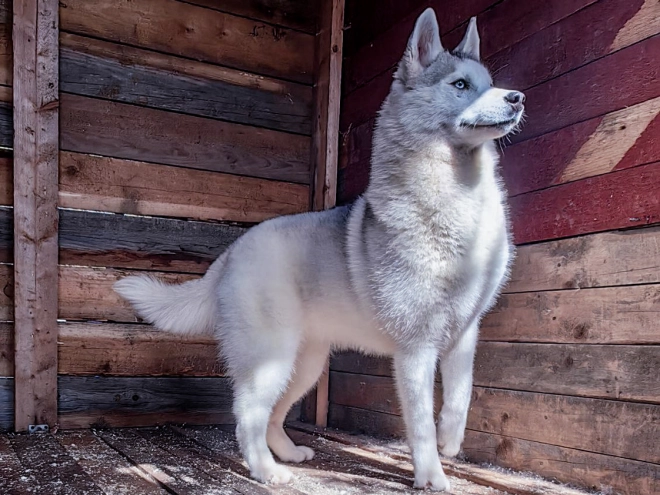 Perros Husky Siberiano en venta
