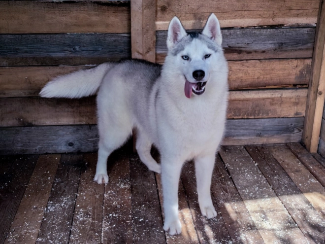 Perros Husky Siberiano en venta