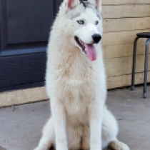 Reba, silver and white Sibirischer Husky Welpen kaufen