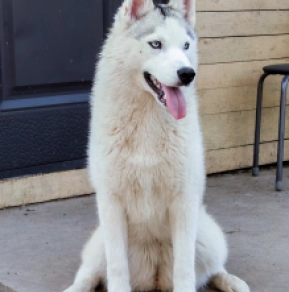 Perros Husky Siberiano en venta