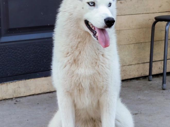 Perros Husky Siberiano en venta