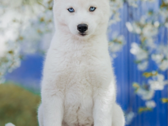 Siberian Husky puppy for sale