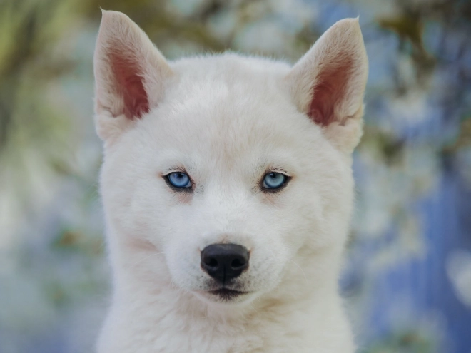 Siberian Husky puppy for sale