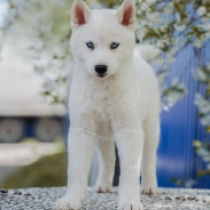 Holly, white Sibirischer Husky Welpen kaufen