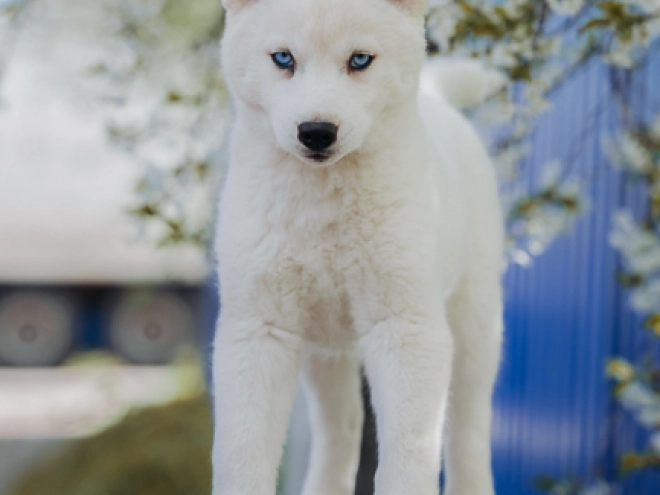 Siberian Husky puppy for sale
