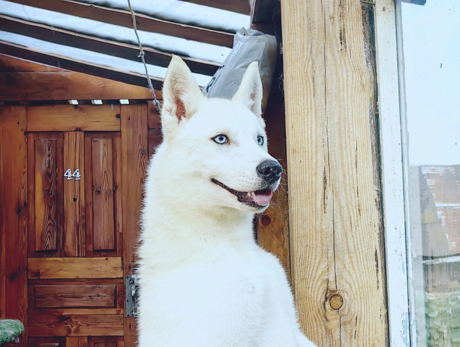 Siberian Huskita For Sale Siberian Huskies Puppies And Dogs For