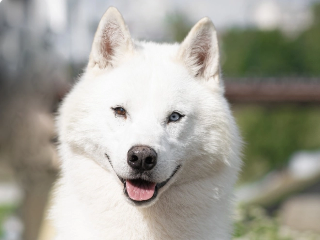 Siberian Husky puppy for sale