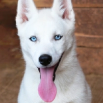Casey, white Siberian Husky for sale